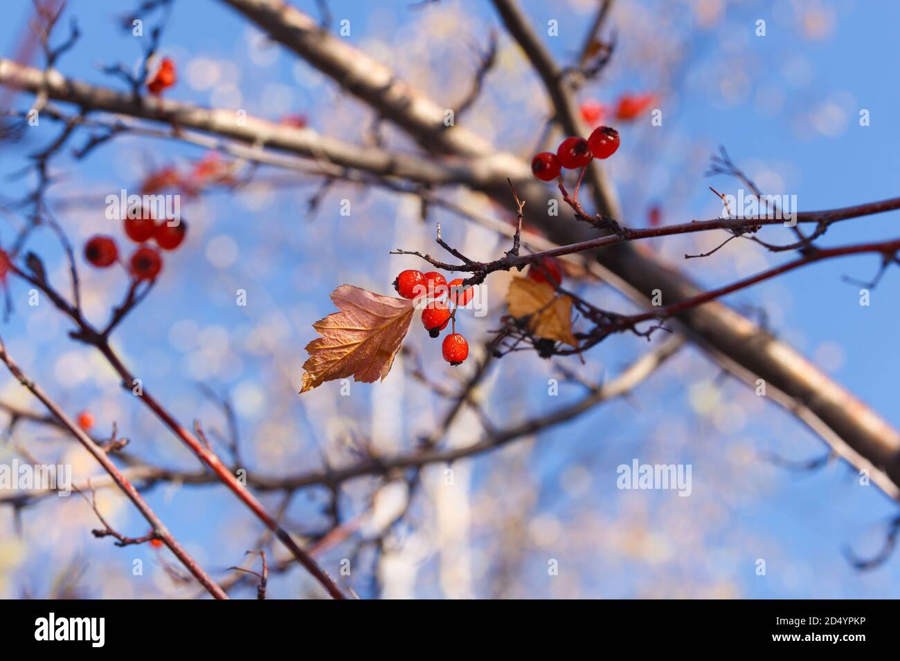 Hawthorn branches with berries on a blurred background of branches and blue sky Stock Photo