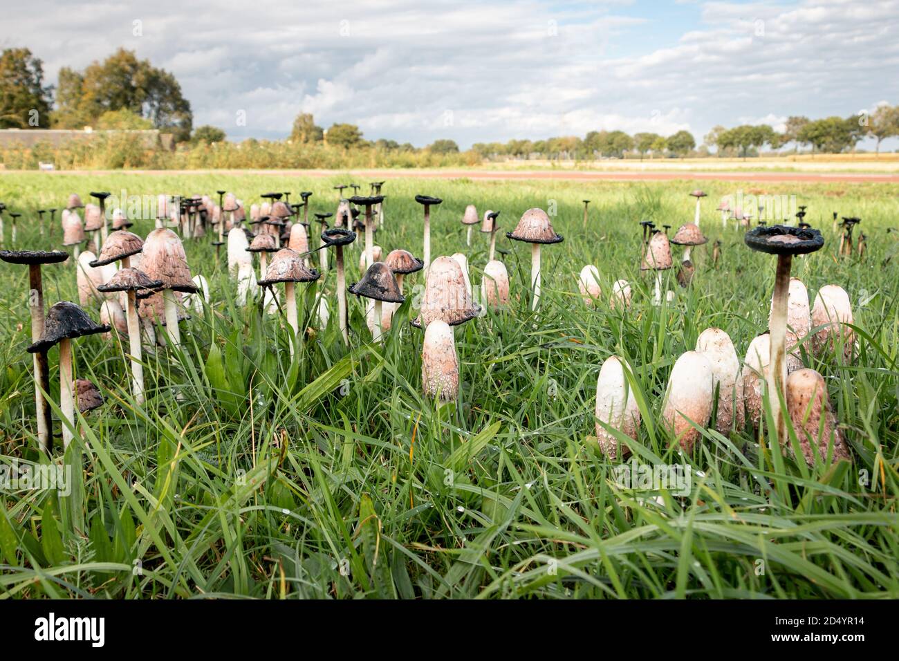 Shaggy cap on a lawn in the province of Overijssel, the Netherlands Stock Photo