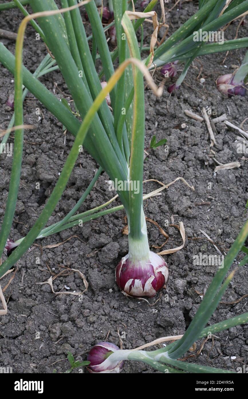 Regrow green onions hi-res stock photography and images - Alamy