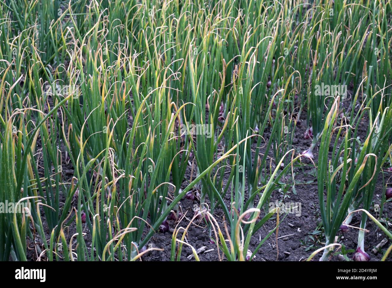 Scallions vs green onions hi-res stock photography and images - Alamy