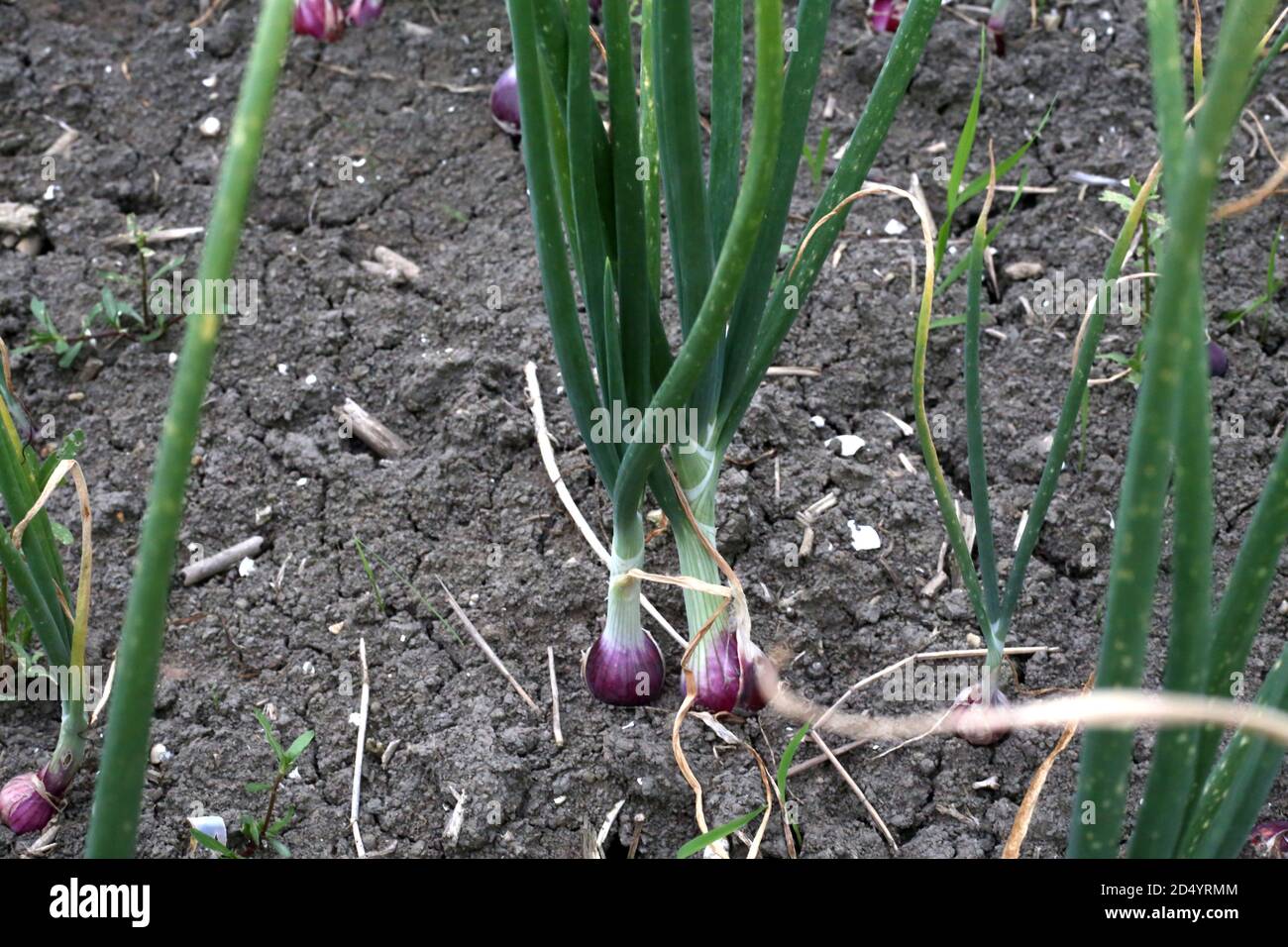 How to regrow green onions hi-res stock photography and images - Alamy