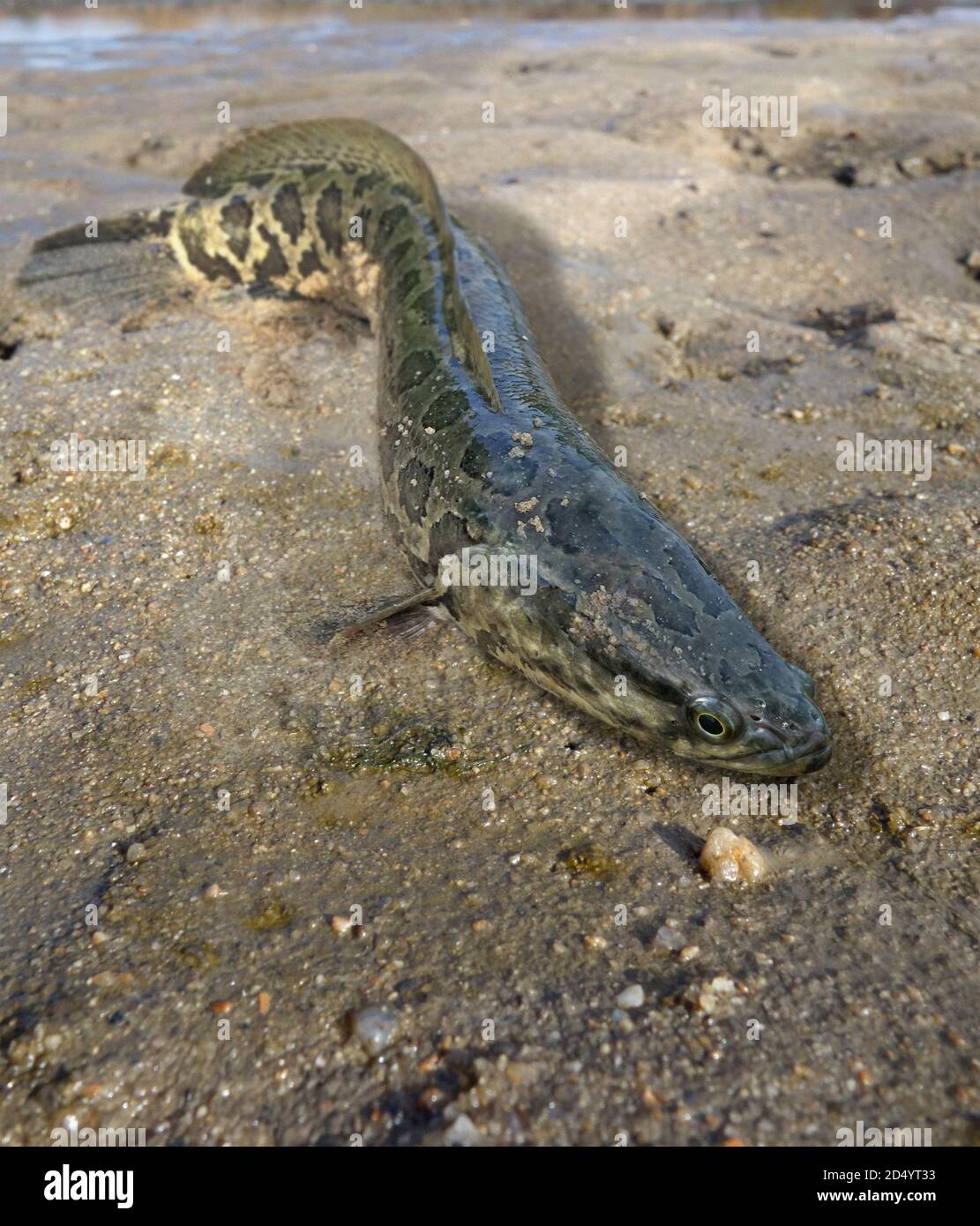 Snakehead Fish High Resolution Stock Photography And Images Alamy