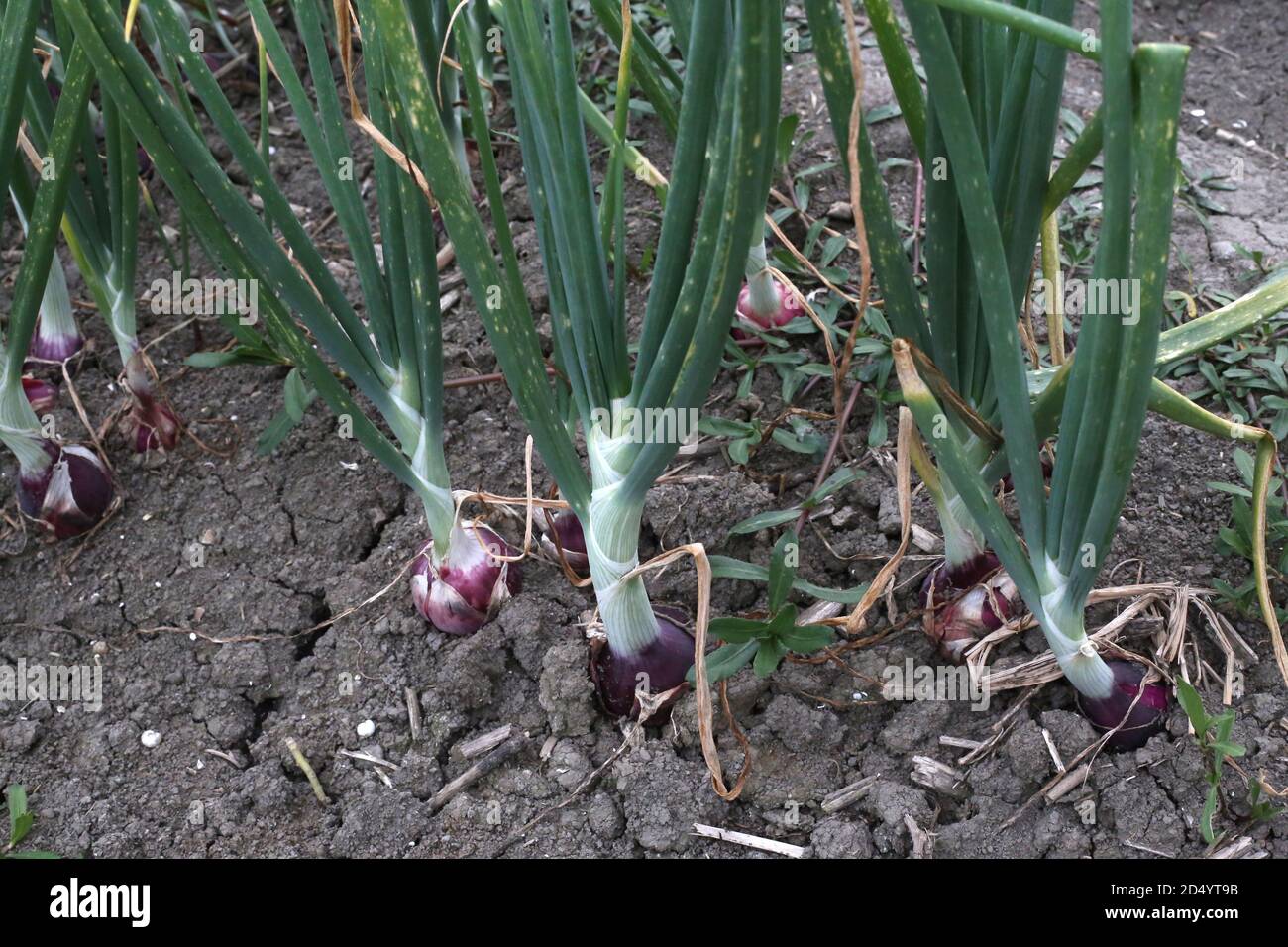 Green Onion Growing on the Field Stock Photo - Alamy