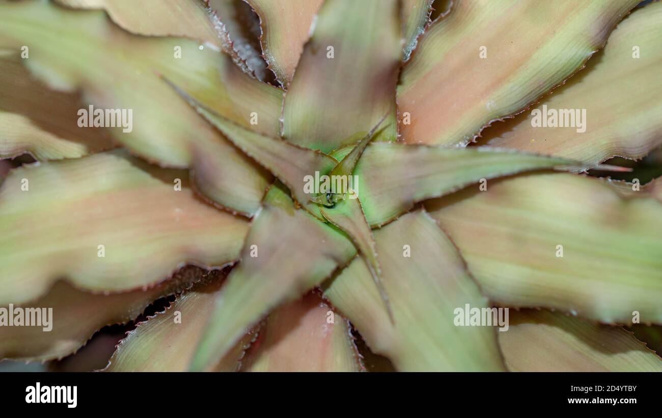Closeup of brown Cryptanthus. Decorative houseplant Stock Photo