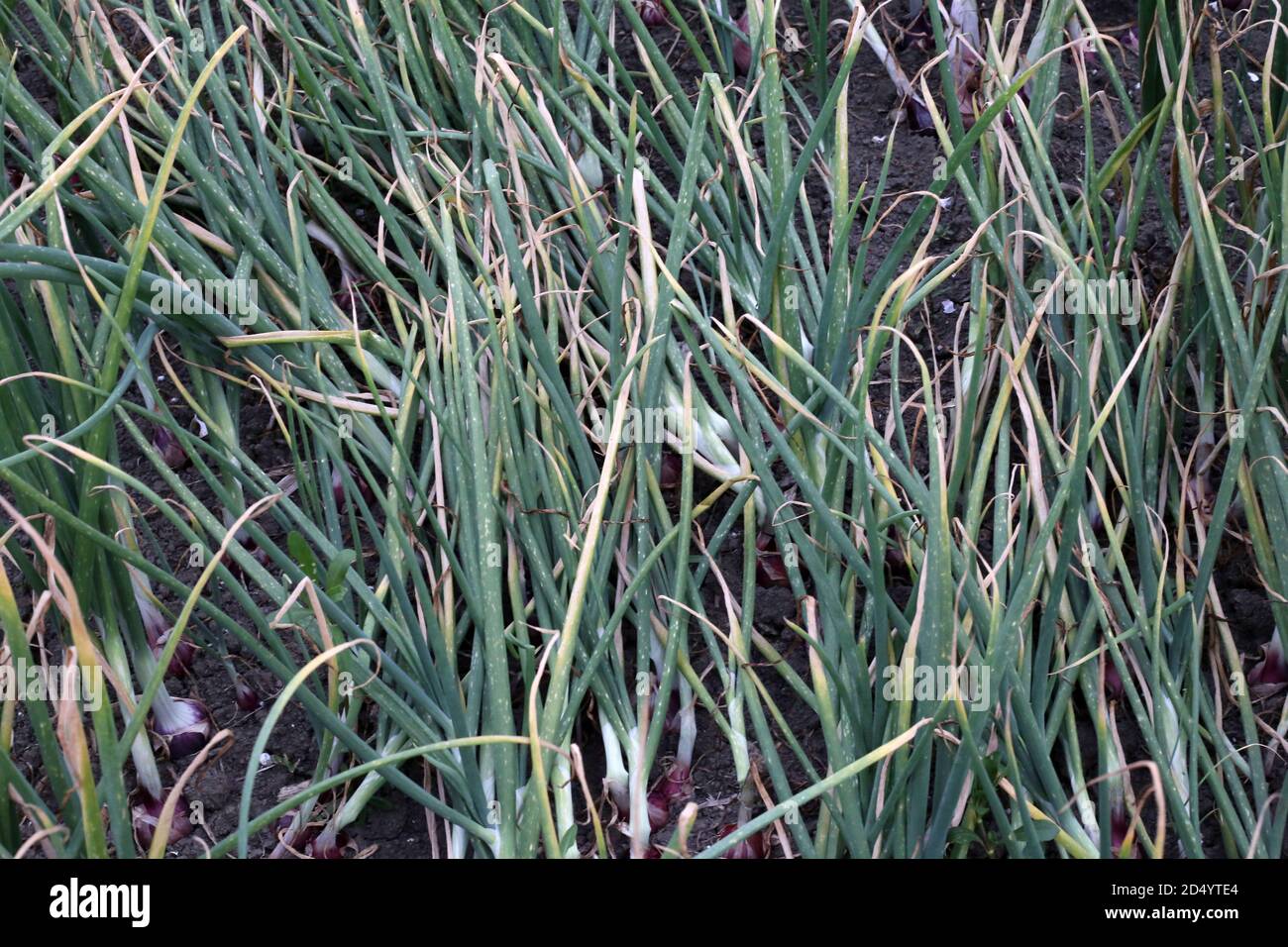 Green Onion Growing on the Field Stock Photo - Alamy