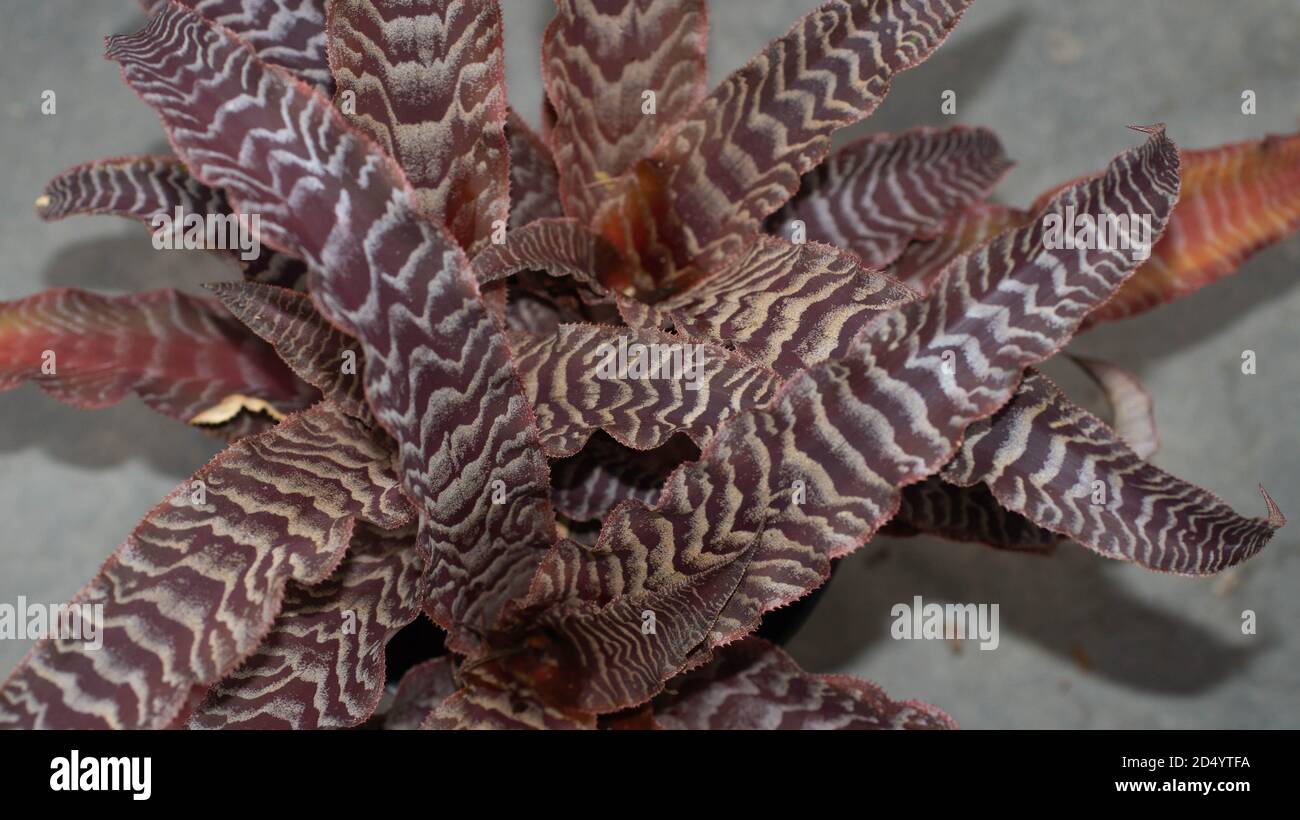 Isolated Cryptanthus zonatus Decorative houseplant Stock Photo
