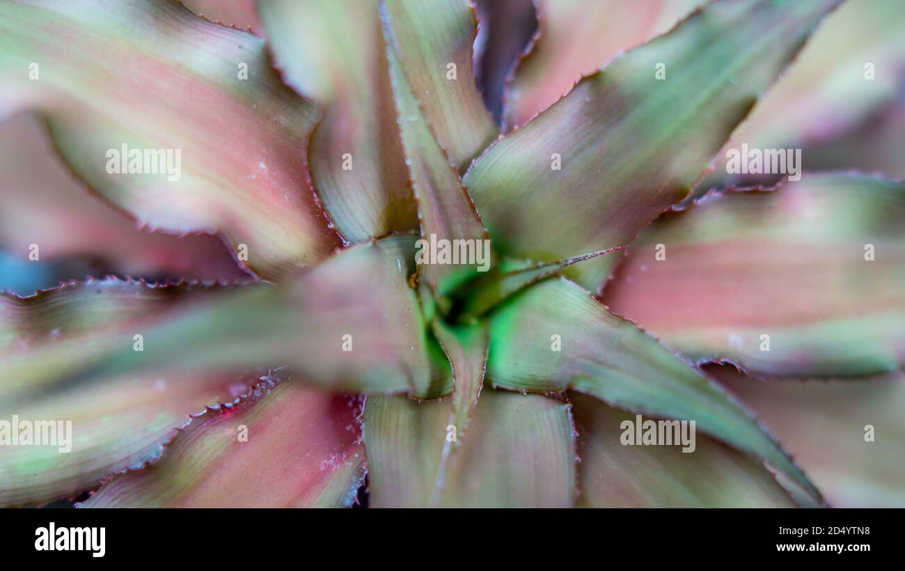 Closeup of brown Cryptanthus. Decorative houseplant Stock Photo