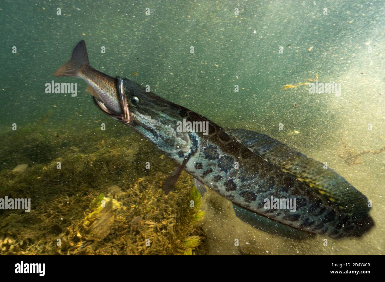 Snakehead Fish High Resolution Stock Photography and Images Alamy