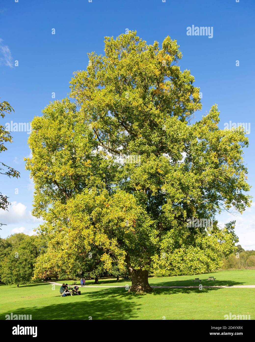 London Plane tree, Platanus × acerifolia or Platanus × hispanica.  Audley End House and Gardens, Essex, England, UK Stock Photo