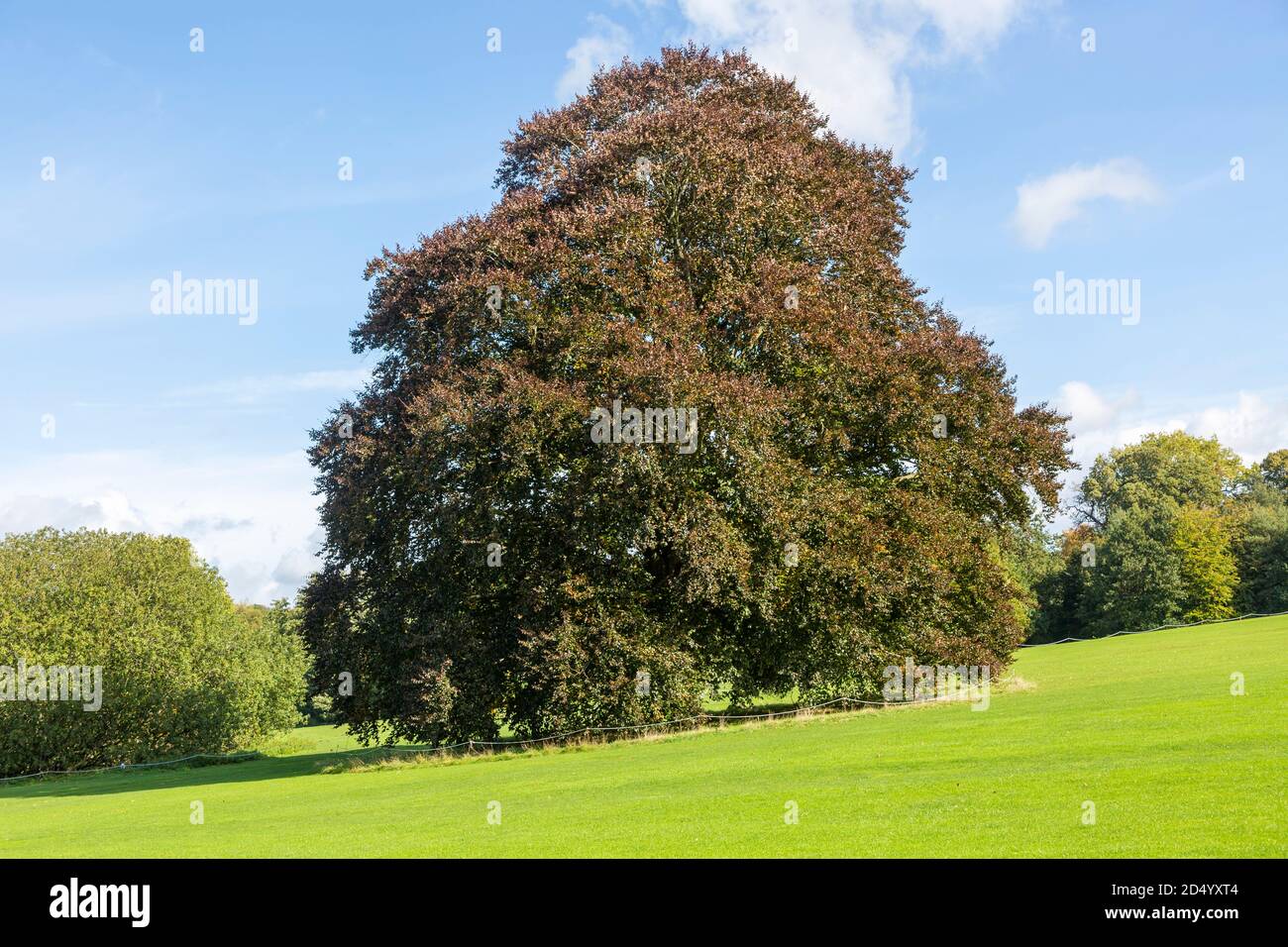 Copper beech tree in autumn, Fagus sylvatica, Audley End House and