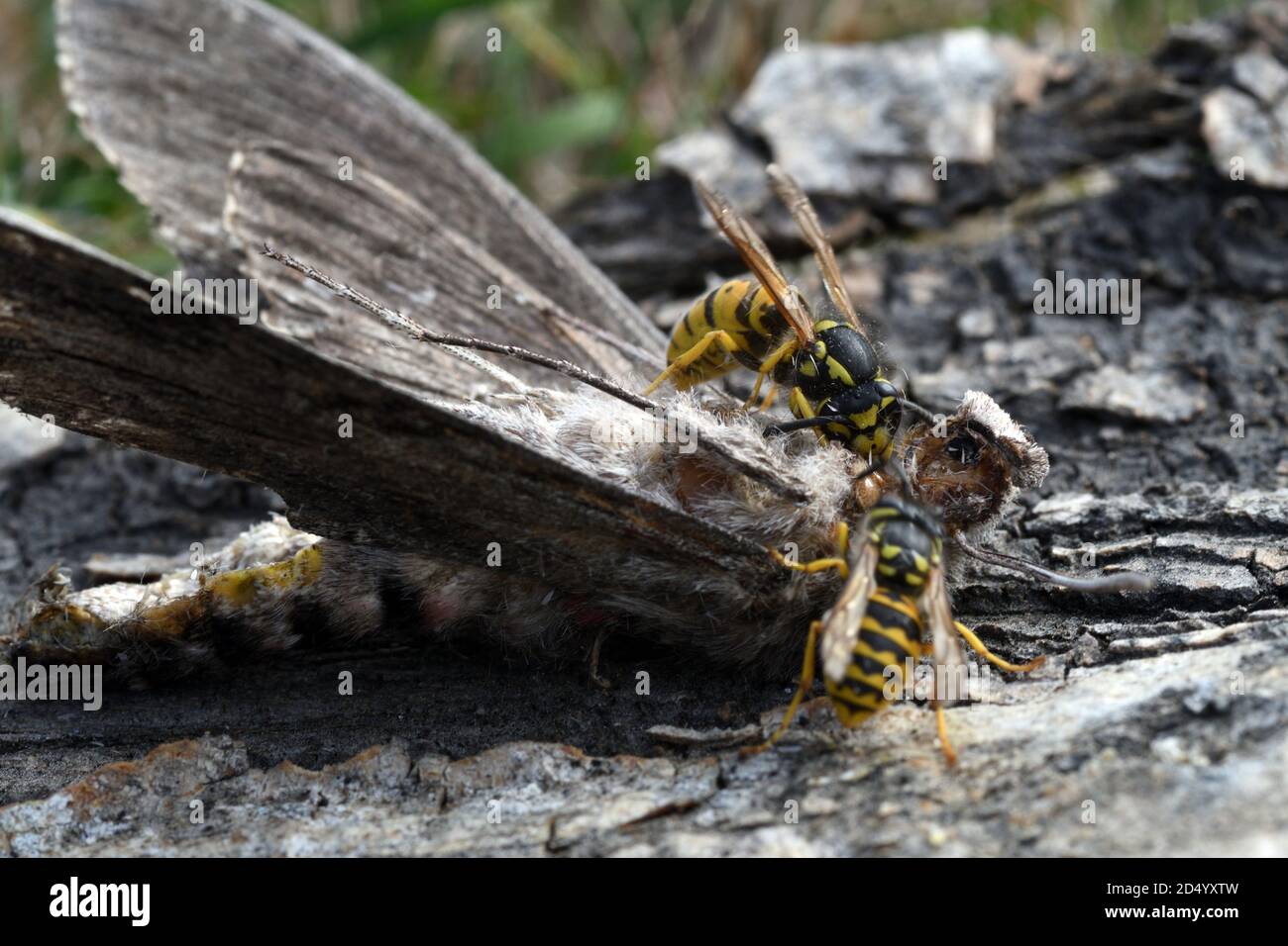 Convolvulus hawkmoth, Morning glory sphinx moth (Agrius convolvuli ...