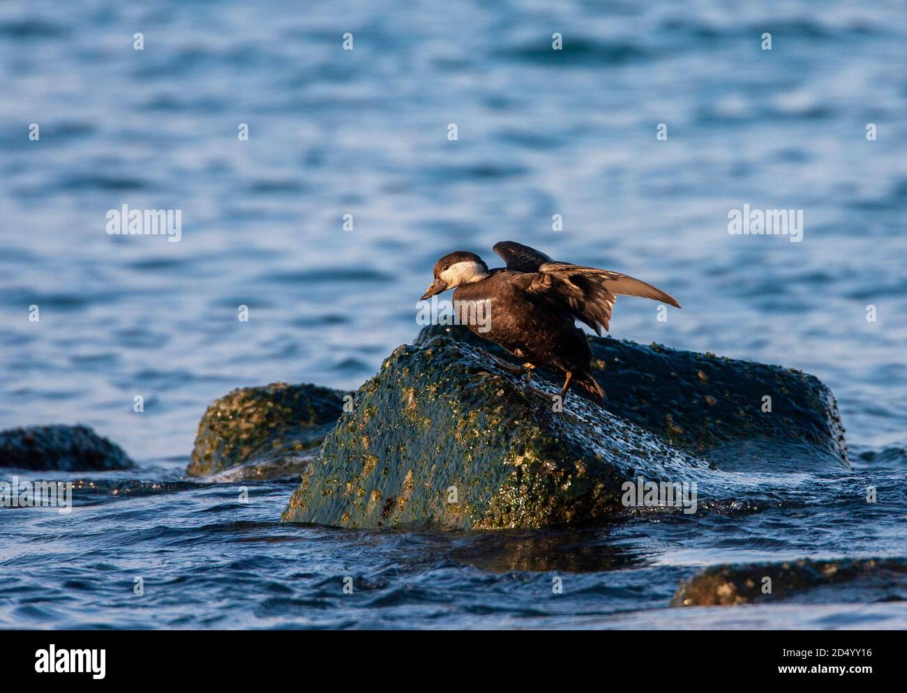 American Scoter, Black Scoter (Melanitta americana), Female walking over a rock in the sea, Japan, Hokkaido Stock Photo