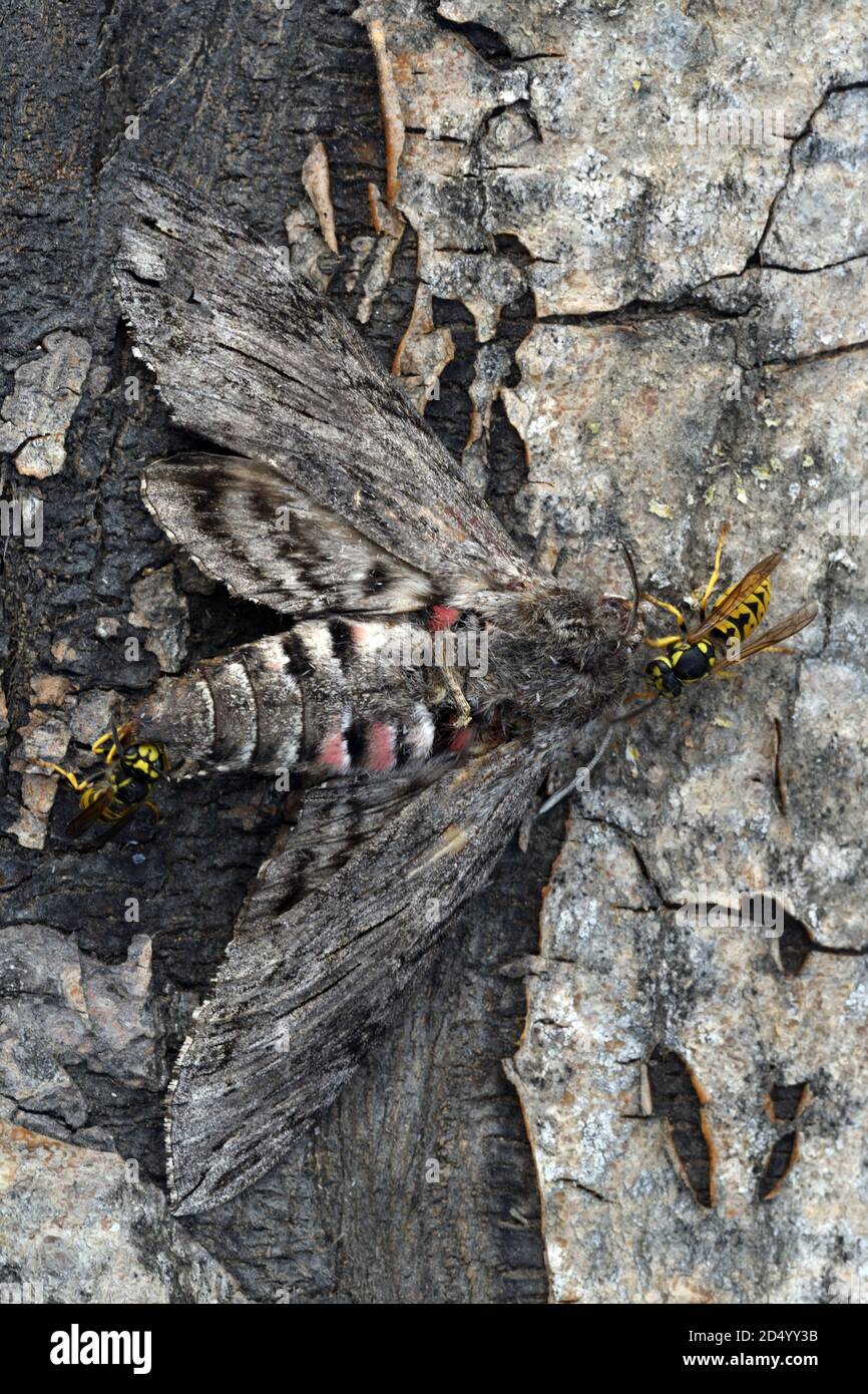 Convolvulus hawkmoth, Morning glory sphinx moth (Agrius convolvuli ...