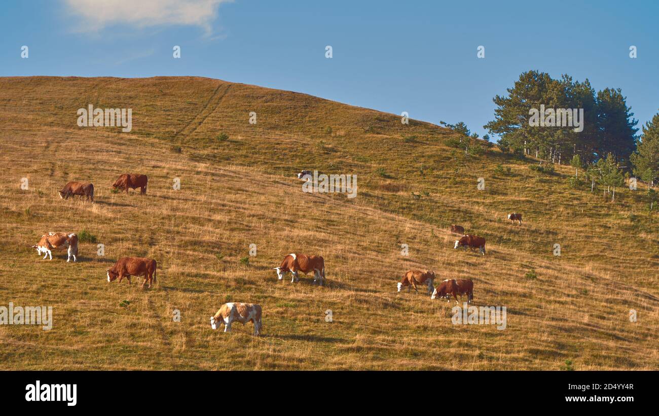 Herd of cows is grazing on pastureland hill slope, beautiful scenery of Zlatibor region in south-west Serbia. Stock Photo