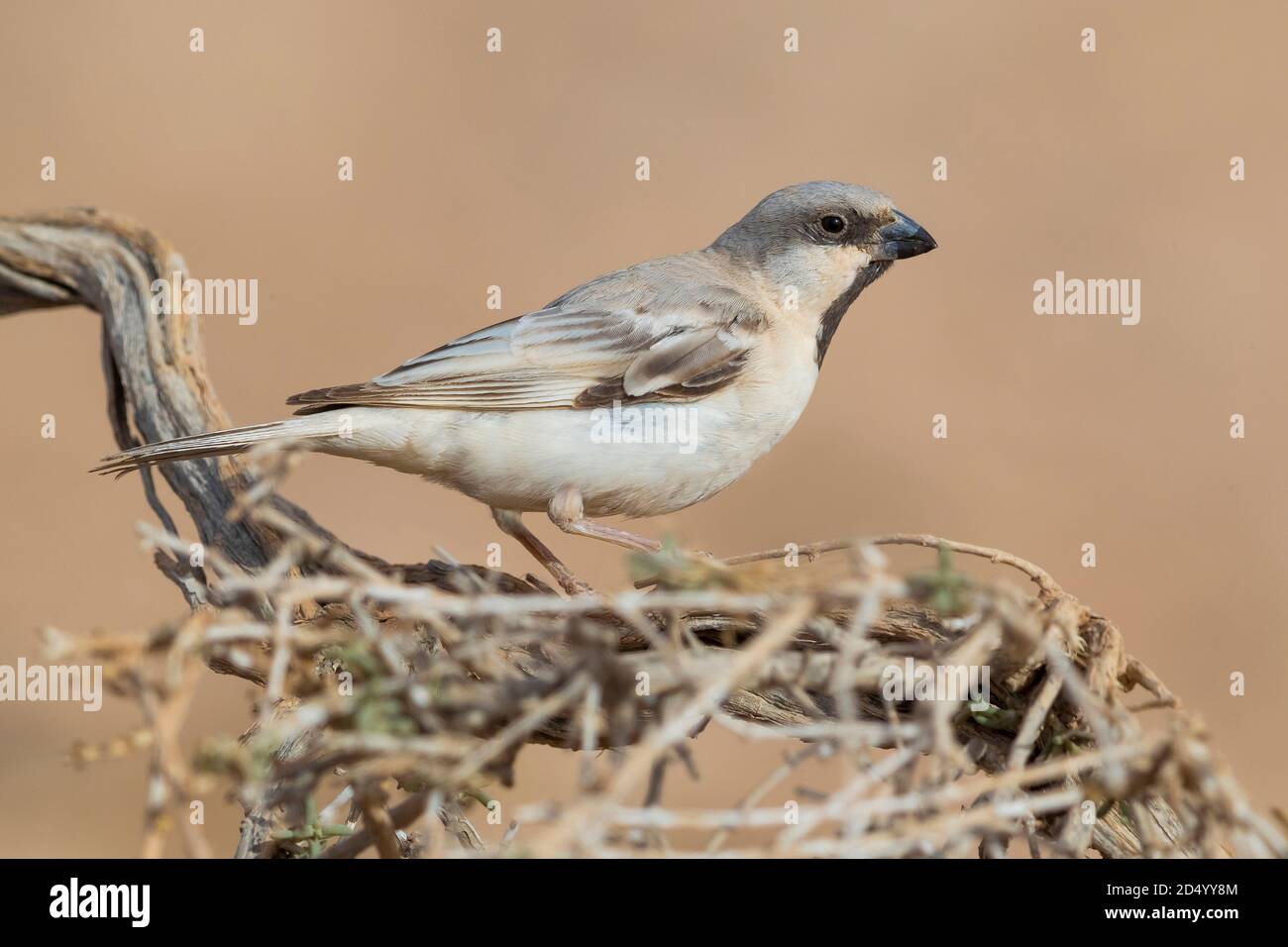 Saharian desert sparrow (Passer simplex saharae, Passer saharae), adult male perched in a bush, Morocco, Western Sahara, Dakhla-Oued Ed Dahab Stock Photo