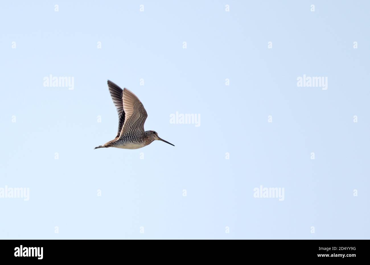 Pintail snipe, Pin-tailed Snipe (Gallinago stenura), in flight, showing ...