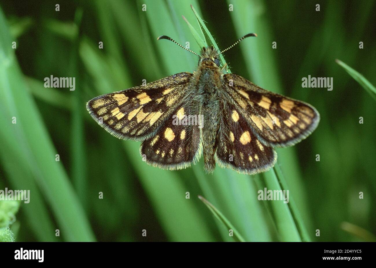 Chequered Skipper, Arctic Skipper (Carterocephalus palaemon, Pamphila palaemon), sitting at a spear, dorsal view, Germany Stock Photo