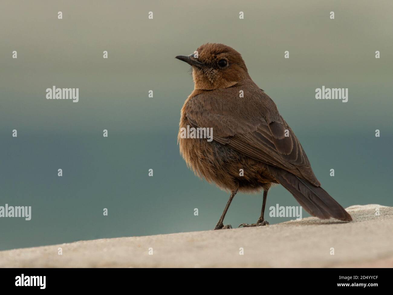 Indian Chat, Brown Rock Chat (Oenanthe fusca, Cercomela fusca), adult sitting on a wall, India Stock Photo