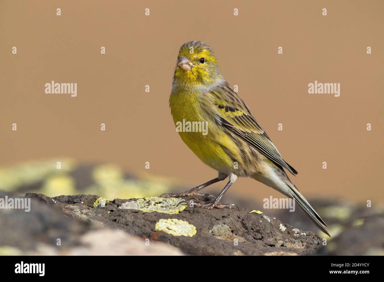 Island canary, Atlantic Canary (Serinus canaria), sitting on a bush, Madeira Stock Photo