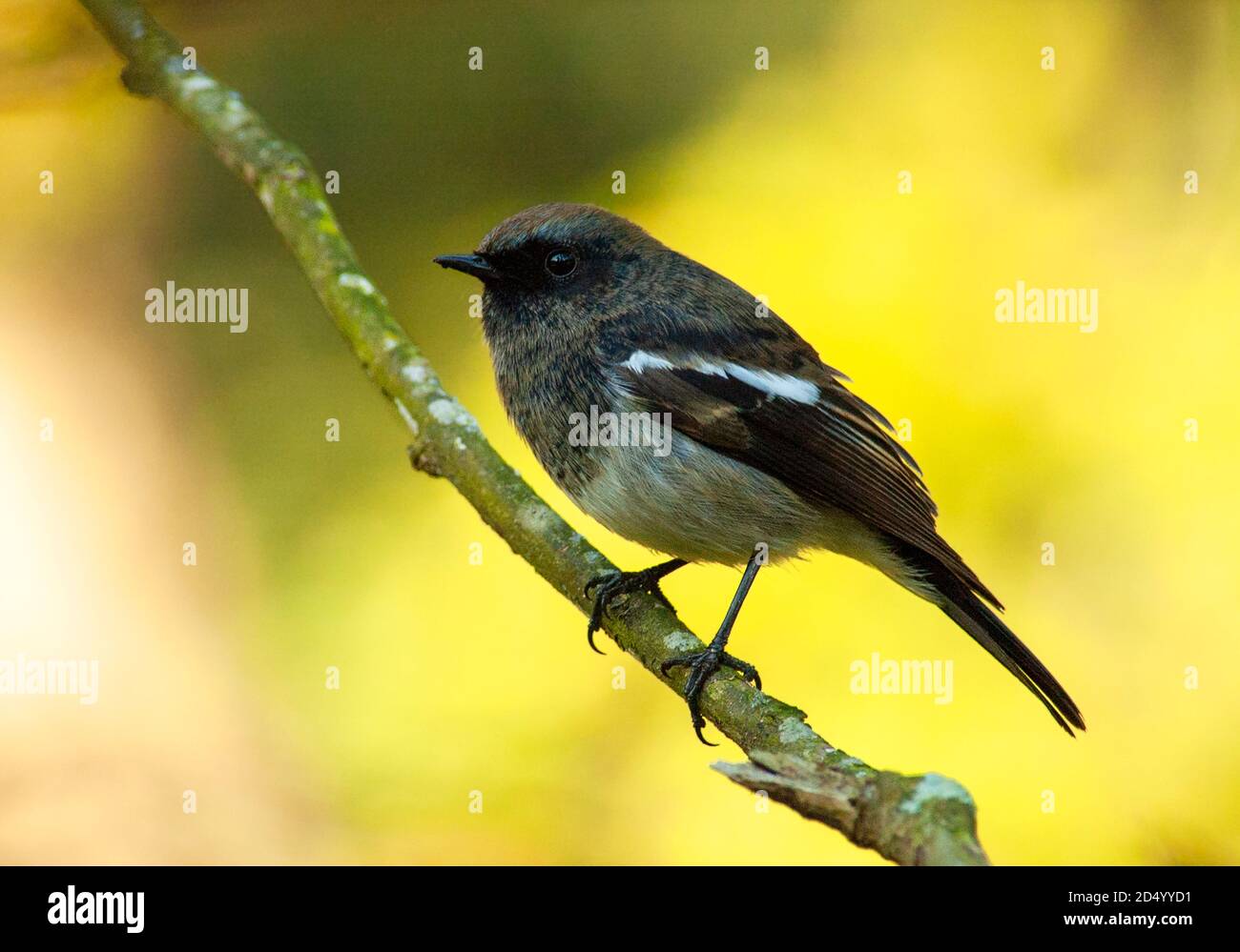 blue-headed redstart (Phoenicurus caeruleocephala), Wintering male in foothills of Himalayas, perched on a branch with a yellow-green natural Stock Photo