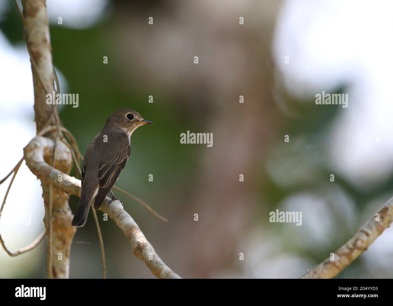 brown flycatcher (Muscicapa dauurica), Perched on a branch, looking over shoulder, Vietnam, Cat Tien Stock Photo