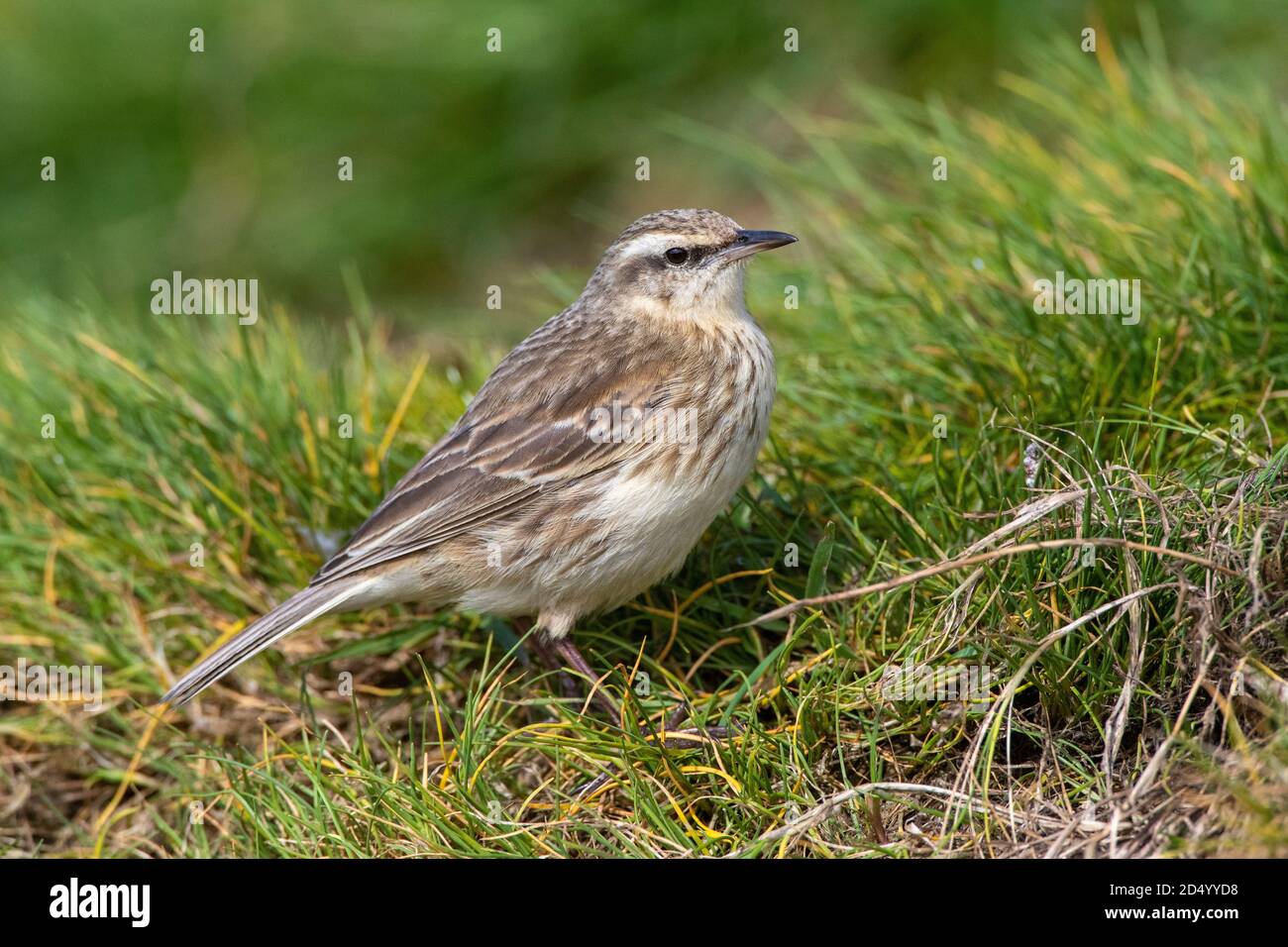 Auckland Island Pipit, Pihoihoi (Anthus novaeseelandiae aucklandicus