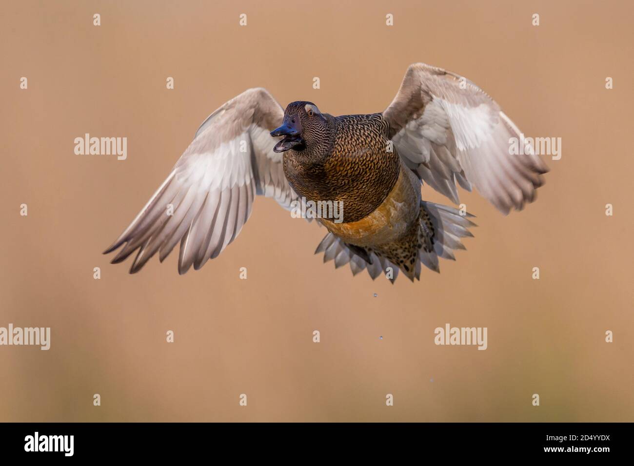 garganey (Anas querquedula), Flying male, Italy, Piana fiorentina Stock Photo