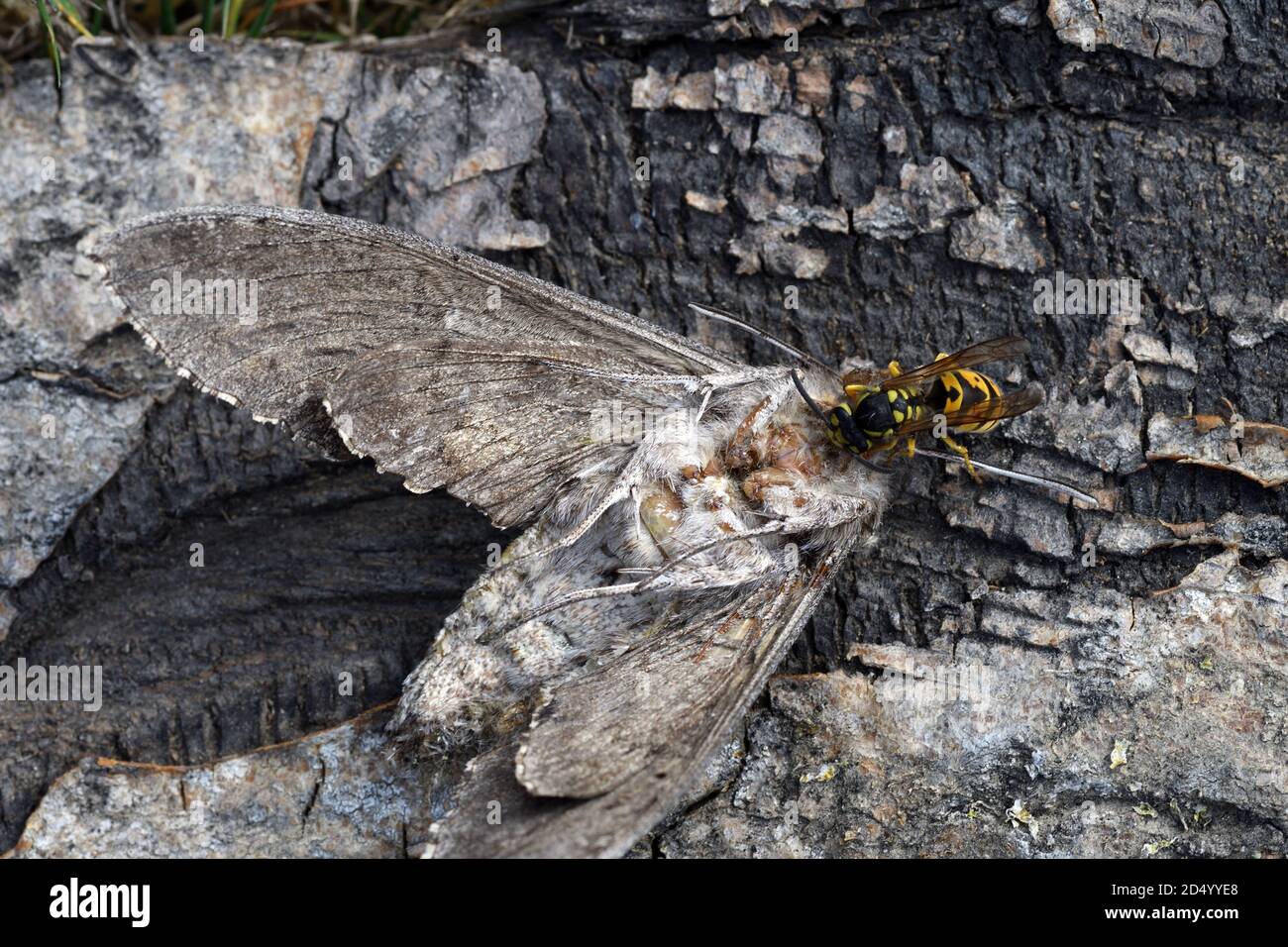Convolvulus hawkmoth, Morning glory sphinx moth (Agrius convolvuli ...