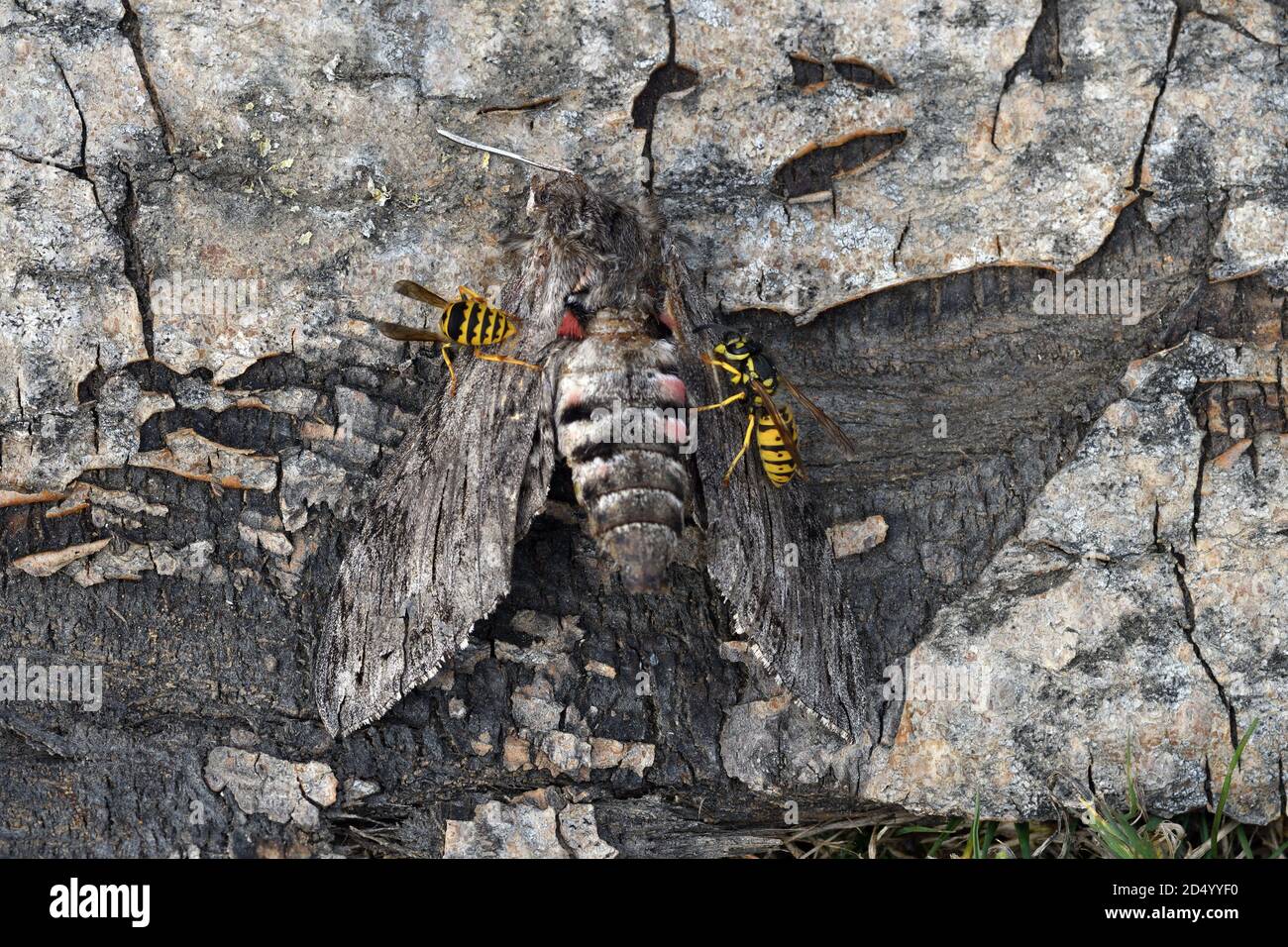 Convolvulus hawkmoth, Morning glory sphinx moth (Agrius convolvuli ...