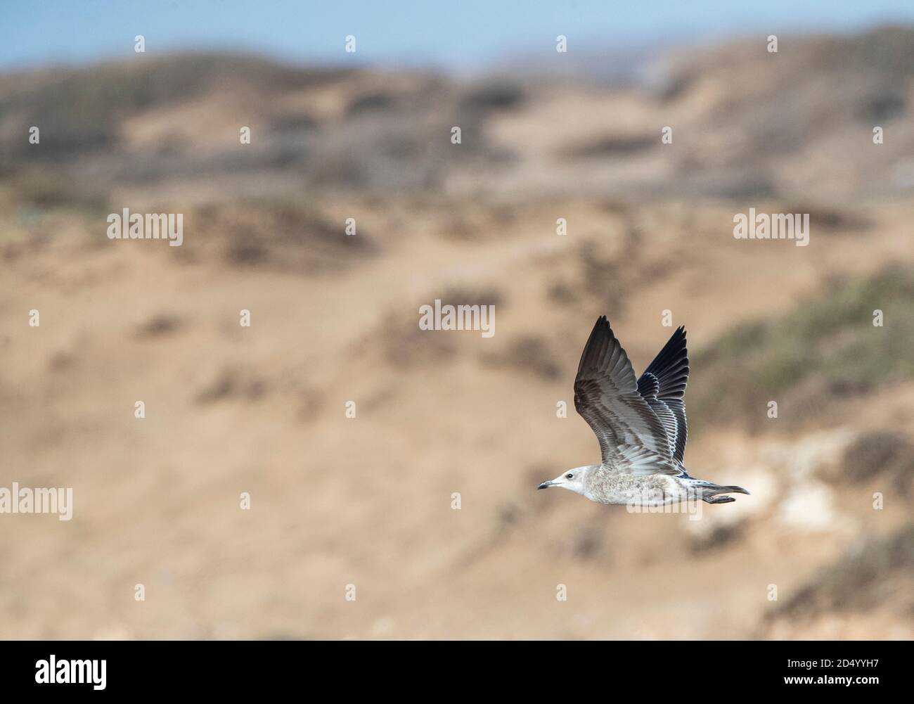 Audouin's gull (Larus audouinii, Ichthyaetus audouinii), Juvenile in flight over the dunes, showing under wing pattern, Morocco Stock Photo
