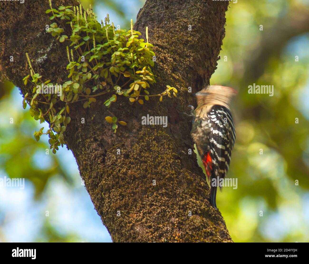 Fulvous-breasted Woodpecker (Dendrocopos macei, Dendrocopos macei macei), drumming on the trunk of a tree, India Stock Photo