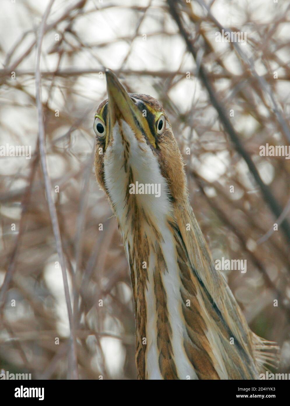 American bittern (Botaurus lentiginosus), portrait from below, USA, New Jersey Stock Photo