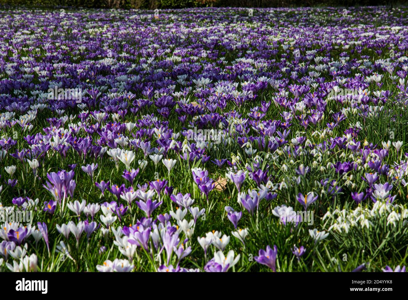 Dutch crocus, spring crocus (Crocus vernus, Crocus neapolitanus), blooming group, Netherlands Stock Photo