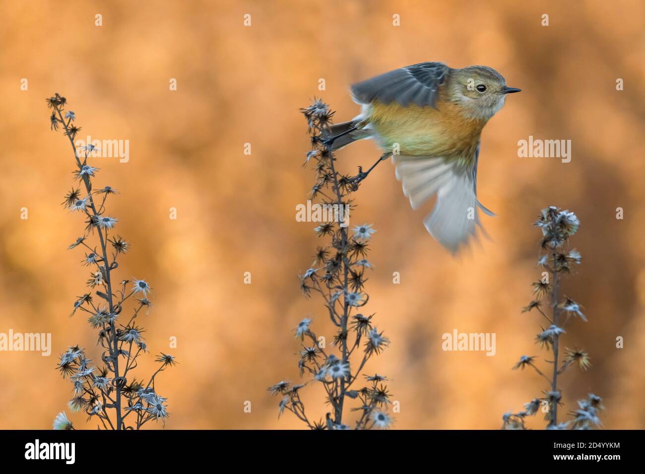 Common Stonechat (Saxicola rubicola, Saxicola torquata rubicola), starting, Italy, Stagno di Peretola Stock Photo