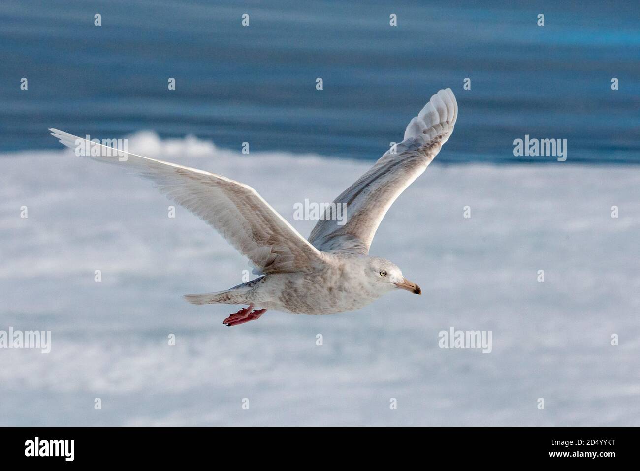 glaucous gull (Larus hyperboreus), Immature flying above the drift ice, Norway, Svalbard Stock Photo