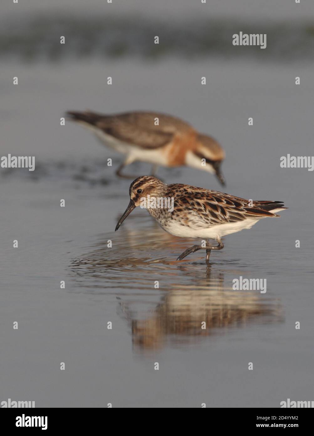 Eastern broad-billed sandpiper (Calidris falcinellus sibiricus, Limicola falcinellus sibirica), in water, in summer plumage, Plover in background, Stock Photo