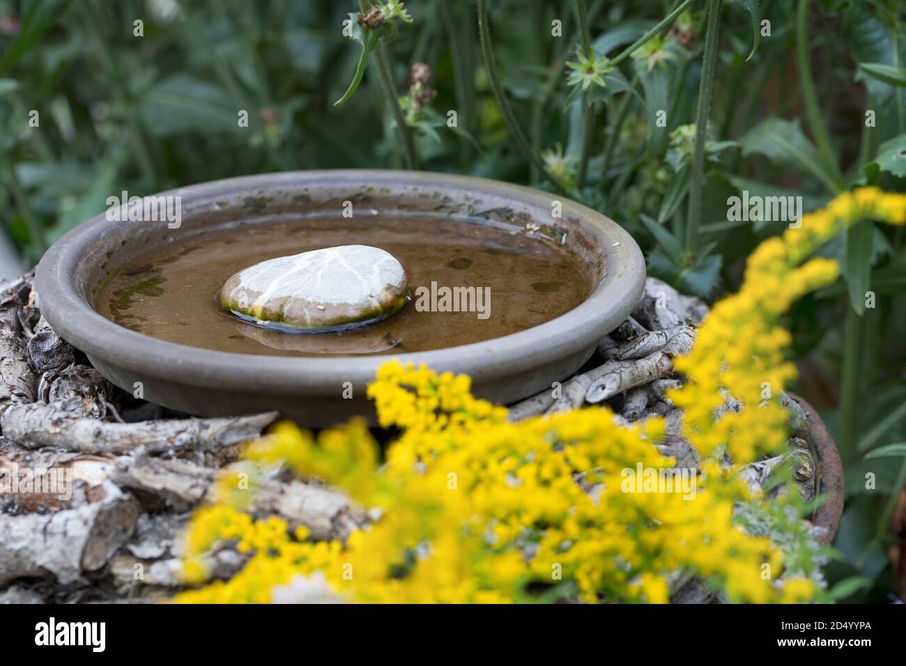 drinking trough for insects in a garden, Germany Stock Photo