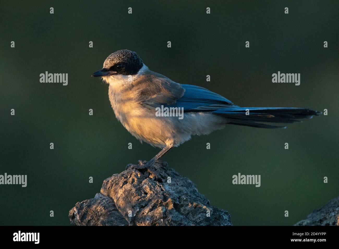 Iberian azure-winged magpie (Cyanopica cooki), Immature standing on a rock, Spain, Extremadura Stock Photo