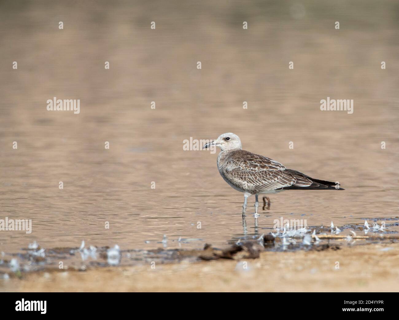 Audouin's gull (Larus audouinii, Ichthyaetus audouinii), Juvenile on the beach, Morocco Stock Photo