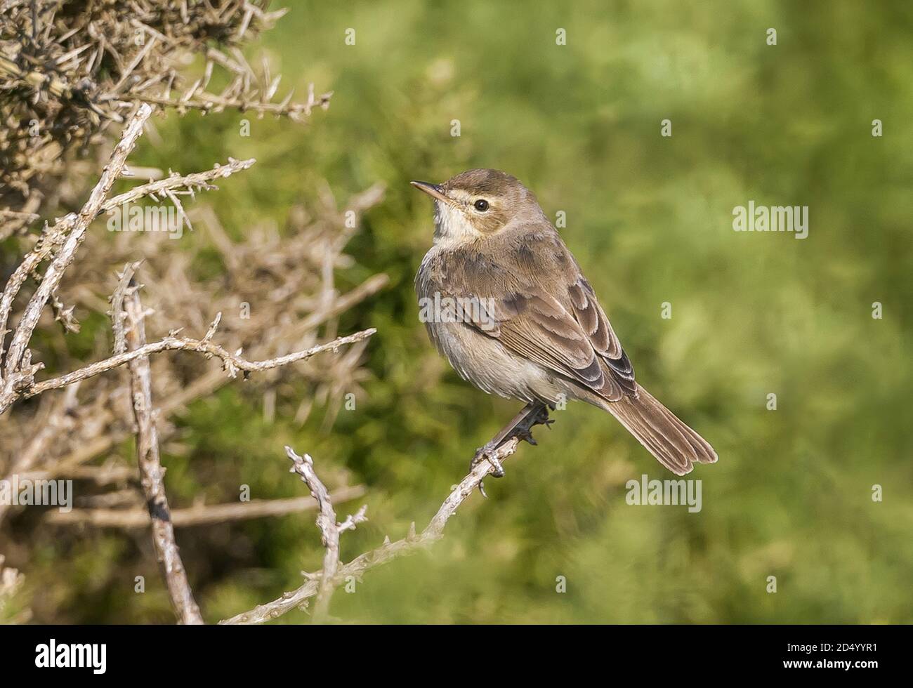 Booted warbler (Iduna caligata, Hippolais caligata), First-winter ...