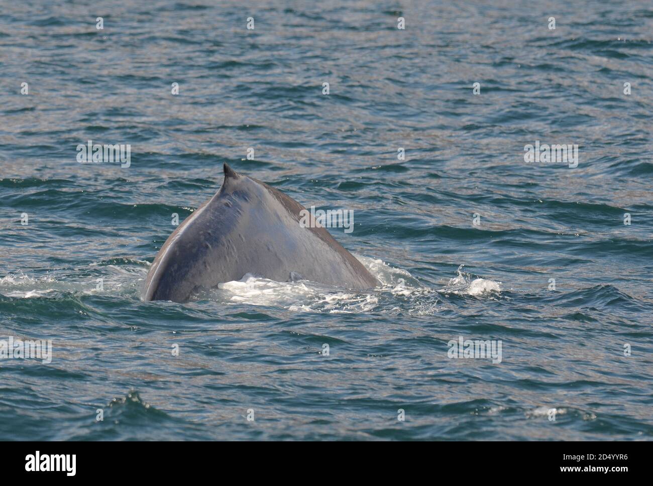blue whale (Balaenoptera musculus), diving under off the north Atlantic coast off Iceland, showing back and dorsal fin, Iceland Stock Photo