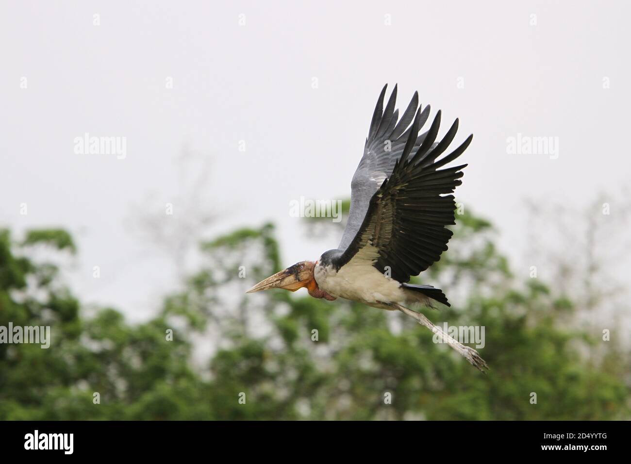 greater adjutant stork (Leptoptilos dubius), in flight, seen from the side., India, Assam Stock Photo