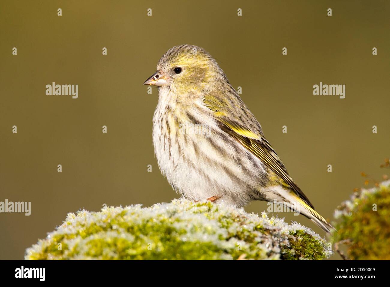 spruce siskin (Spinus spinus, Carduelis spinus), female perched on a rock with moss, Spain Stock Photo