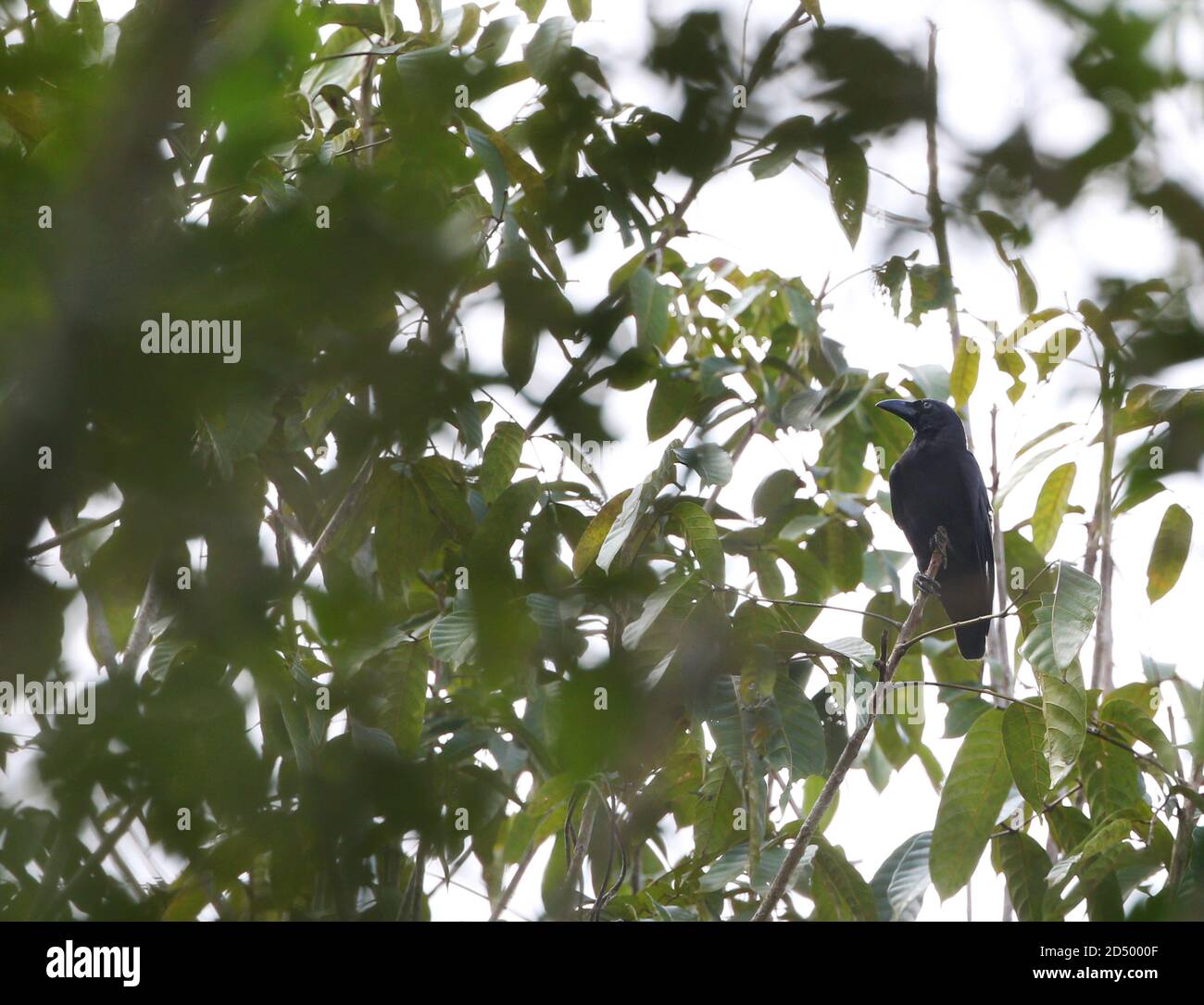 banggai crow (Corvus unicolor), perched in a tree, critically endangered, Indonesia, Sulawesi, Peleng Island Stock Photo