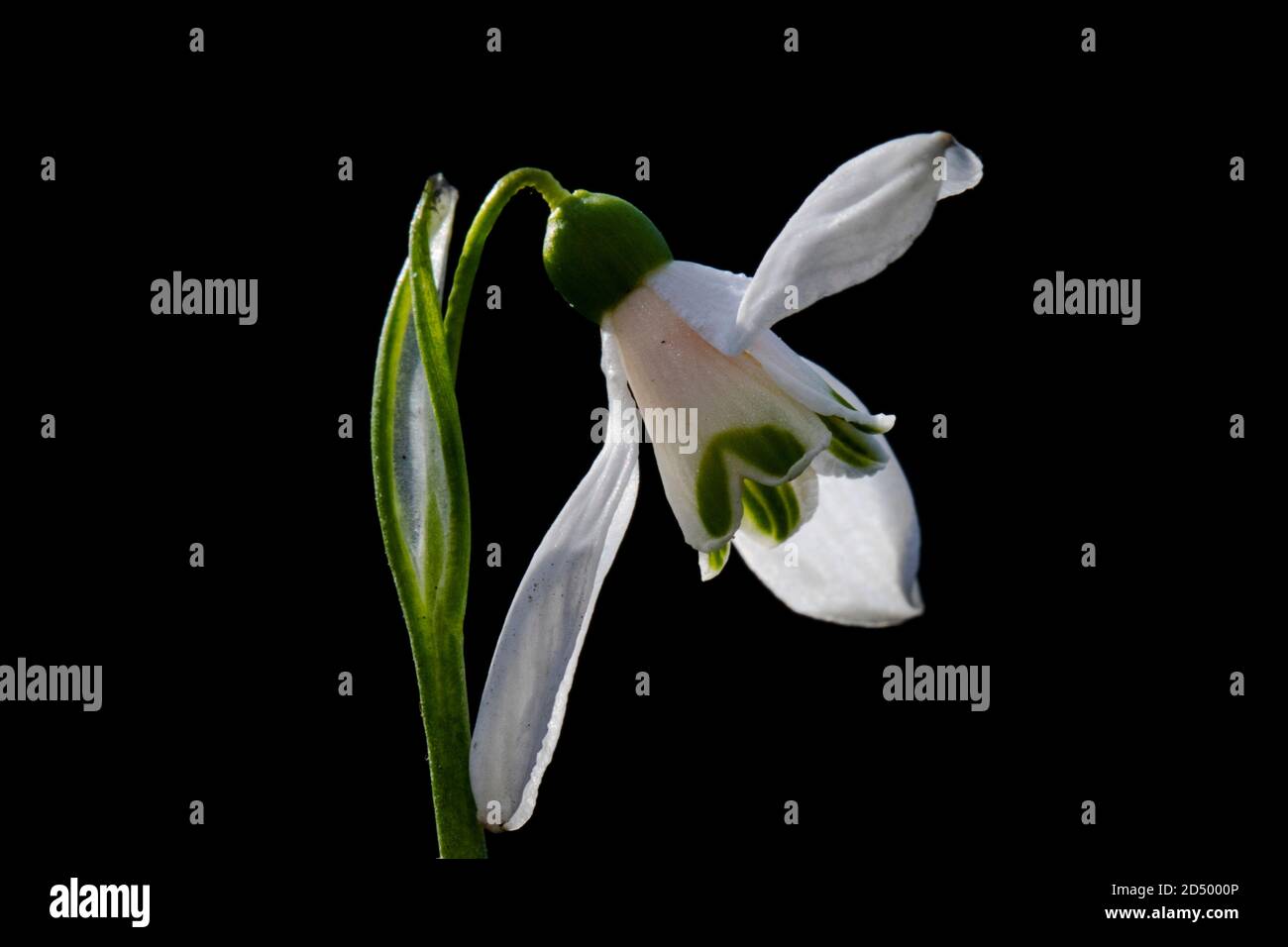 Woronow's snowdrop (Galanthus woronowii), flower against black background, Netherlands Stock Photo