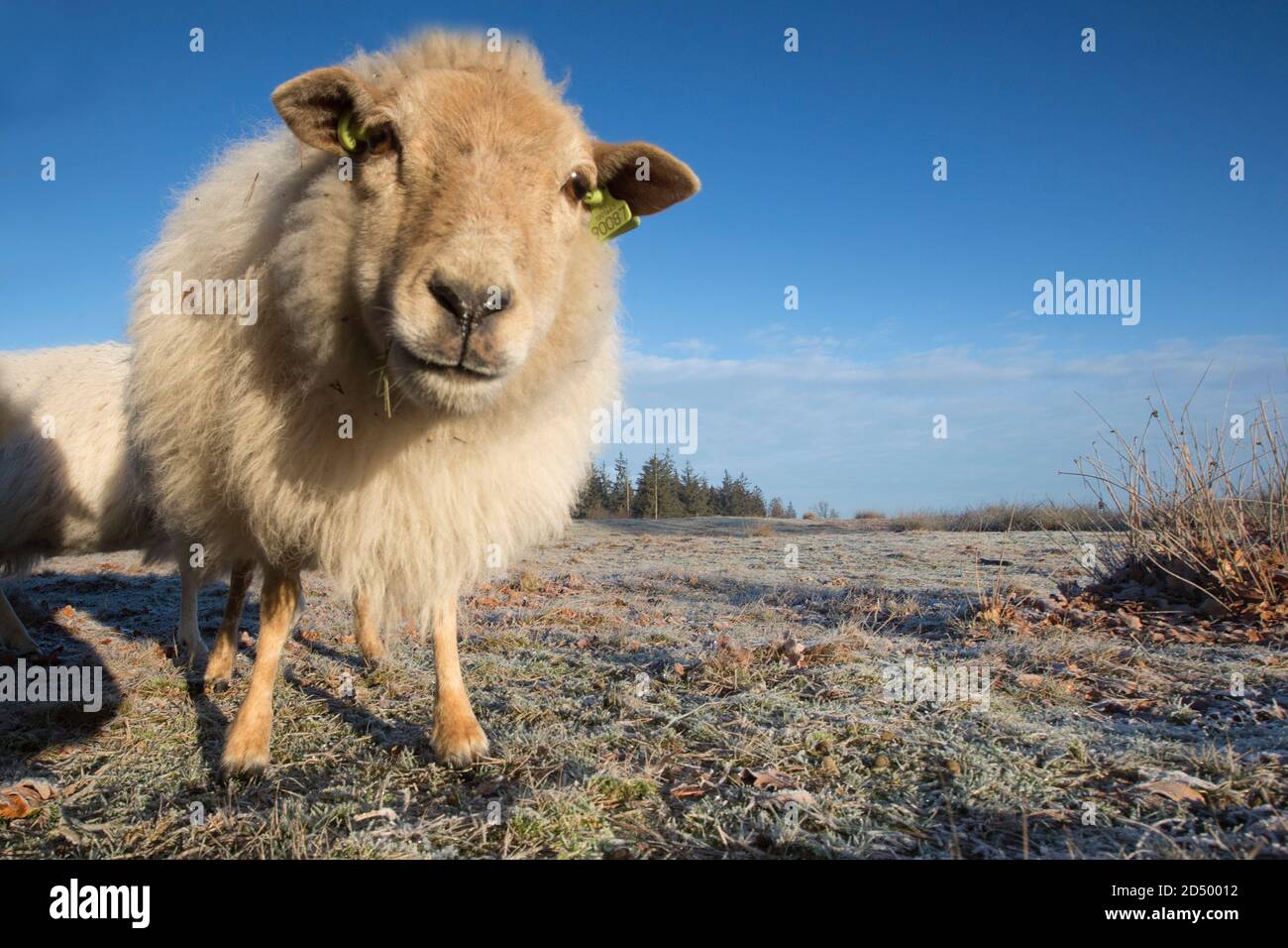 domestic sheep (Ovis ammon f. aries), in wnter on pasture, Netherlands, Drenthe, Drents-Friese Wold, Ooststellingwerf Stock Photo