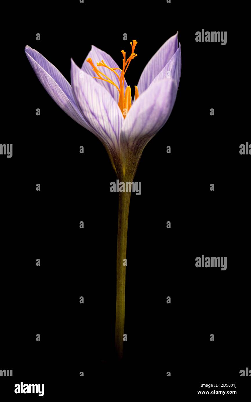 Autumn crocus, Bieberstein's crocus (Crocus speciosus), flower against black background Stock Photo
