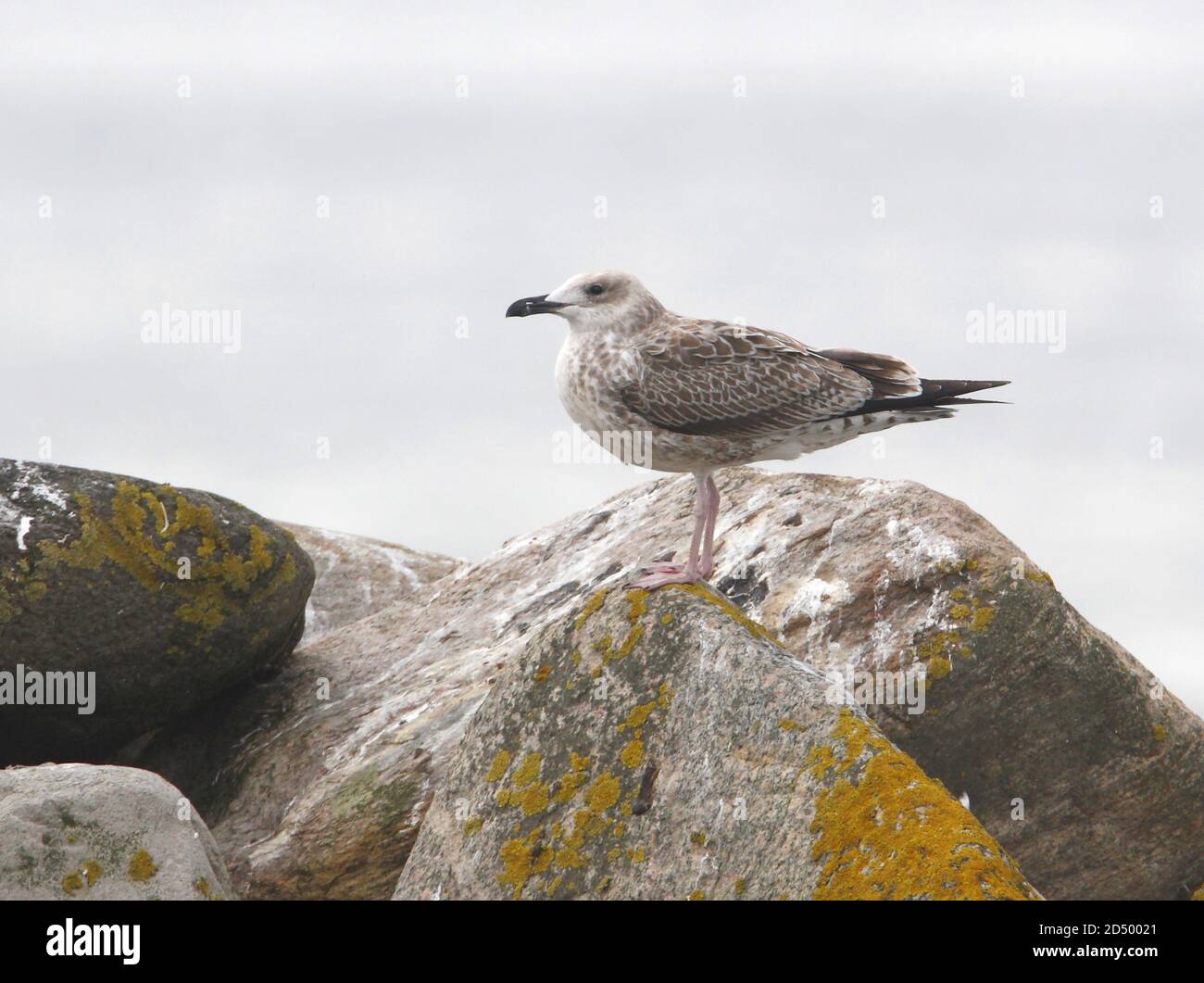 Caspian Gull (Larus cachinnans, Larus cachinnans cachinnans), Juvenile on a rock, Denmark Stock Photo