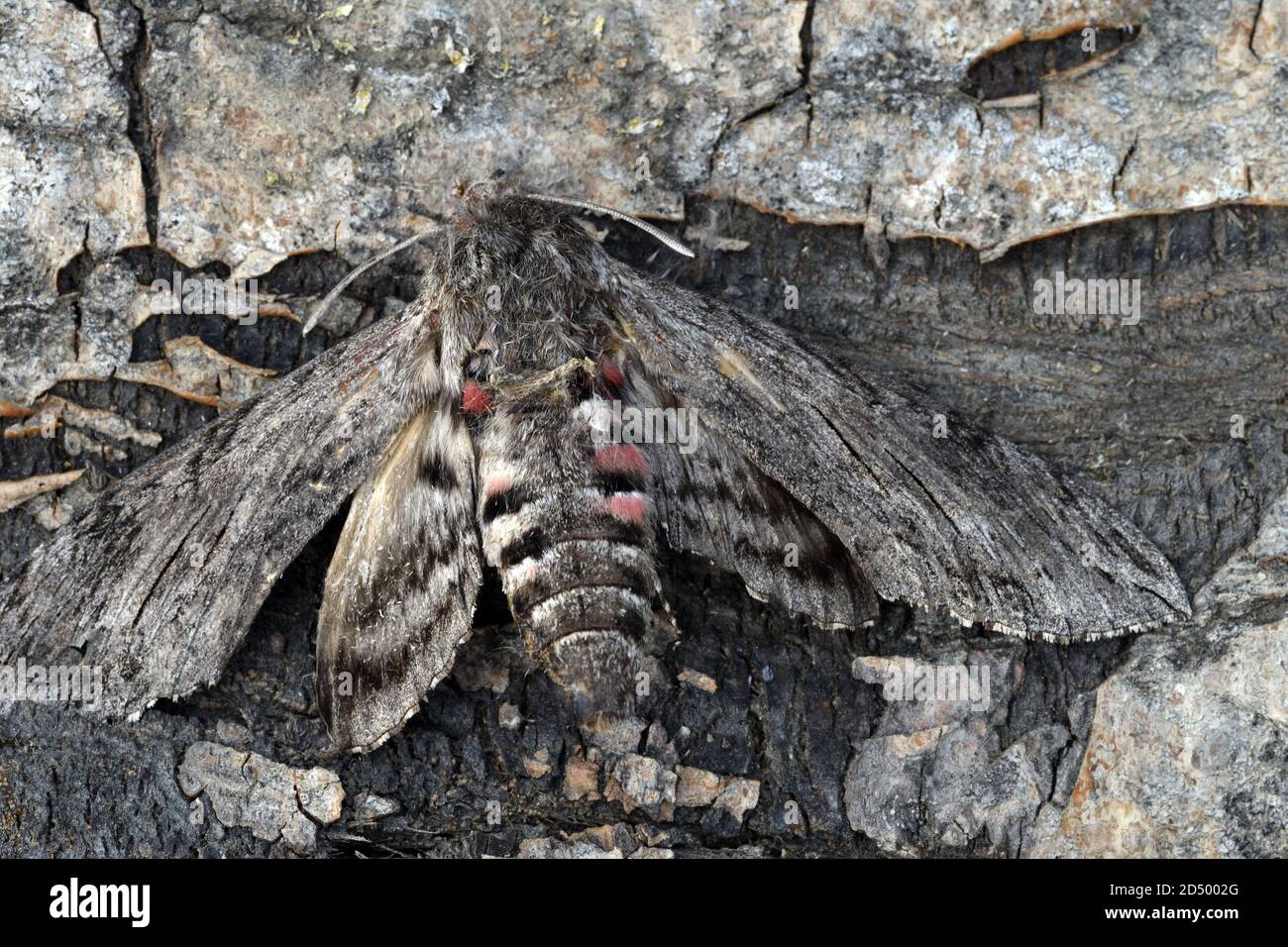 Convolvulus hawkmoth, Morning glory sphinx moth (Agrius convolvuli, Herse convolvuli, Sphinx convolvuli), dead convolvulus hawk-moth lying on bark, Stock Photo