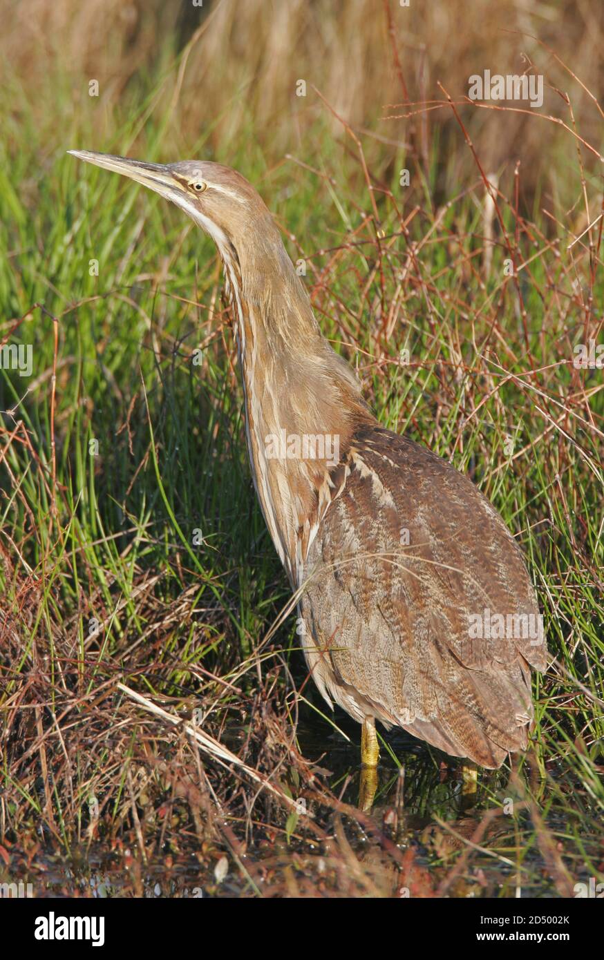 American bittern (Botaurus lentiginosus), in grass, USA, New Jersey Stock Photo
